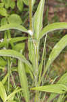 Wavyleaf purple coneflower